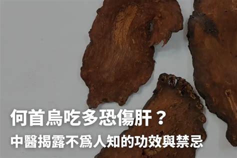 人蔘何首烏|何首烏秋冬進補怎麼吃？醫列功效禁忌＋何首烏藥膳做。